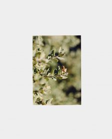 bee-project-ilovepaperco